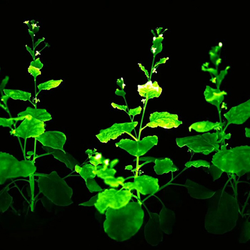 THE SECRET BOX - plantes luminescentes